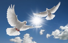 two flying doves