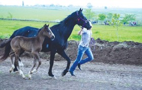 hederlez_cadir_kuliylen