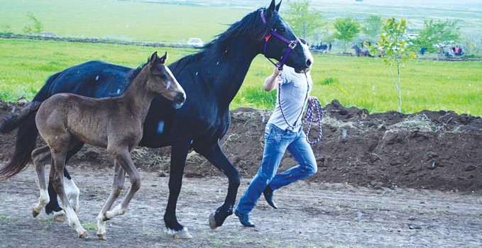 hederlez_cadir_kuliylen