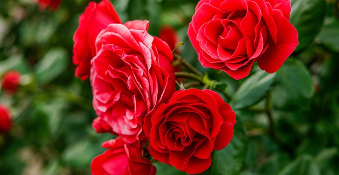 Red,Roses,In,Their,Natural,Habitat,In,Full,Bloom,,A